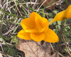 Crocus flavus