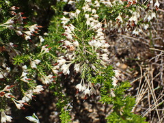 Erica penicilliformis