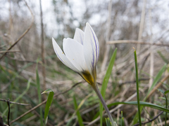 Crocus adamioides