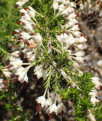Erica penicilliformis