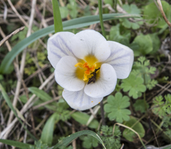 Crocus adamioides