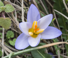 Crocus adamioides