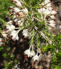 Erica penicilliformis