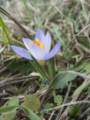 Crocus adamioides