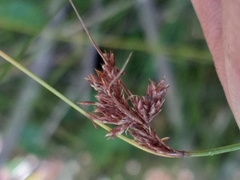 Ficinia fascicularis