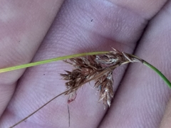 Ficinia fascicularis