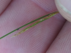 Ficinia fascicularis