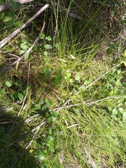 Ficinia fascicularis