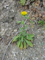 Asteriscus aquaticus