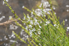 Gomphostigma virgatum