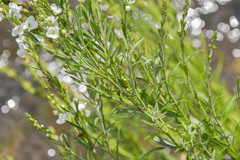 Gomphostigma virgatum