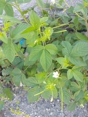Cleome aculeata