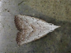 Meganola brunellus