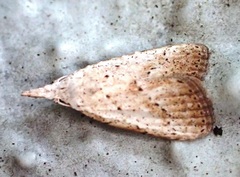 Meganola brunellus