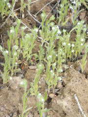 Cryptantha torreyana