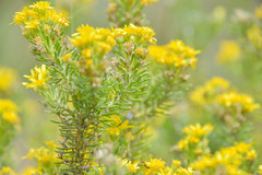 Euryops annae