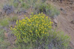 Euryops annae