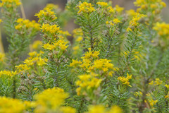 Euryops annae
