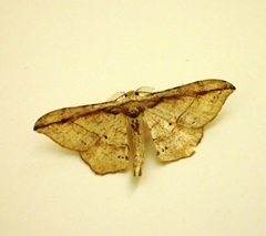 Hyposidra infixaria