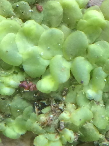 Plokščioji miltuotė nuotrauka