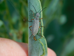 Epicauta adspersa