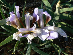Iris glaucescens