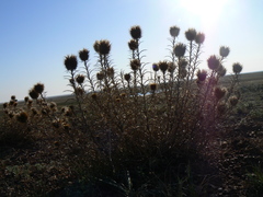 Ancathia igniaria