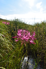 Nerine appendiculata