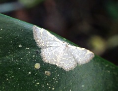 Idaea costiguttata