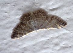 Idaea costiguttata