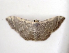 Idaea costiguttata