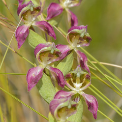 Disperis stenoplectron
