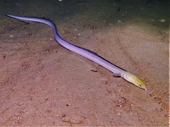 Blackfinned Snake Eel photo 4
