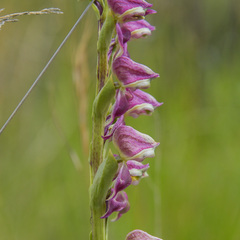 Disperis stenoplectron