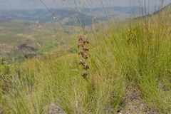 Disperis stenoplectron