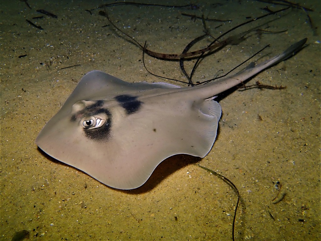 Masked Stingaree