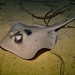 Masked Stingaree - Photo (c) J. Martin Crossley, some rights reserved (CC BY-NC-SA), uploaded by J. Martin Crossley