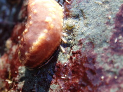Cucumaria frondosa