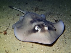 Trygonoptera personata