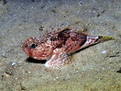 Maxillicosta scabriceps