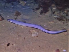 Conger wilsoni