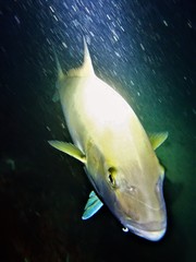Seriola hippos