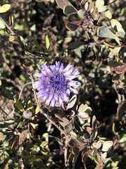 Globularia alypum