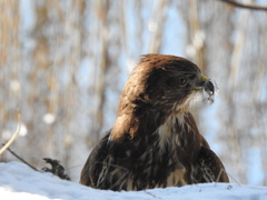 Buteo buteo