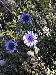 Globularia alypum