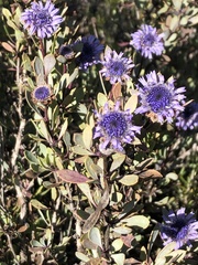Globularia alypum