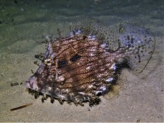 Chaetodermis penicilligerus