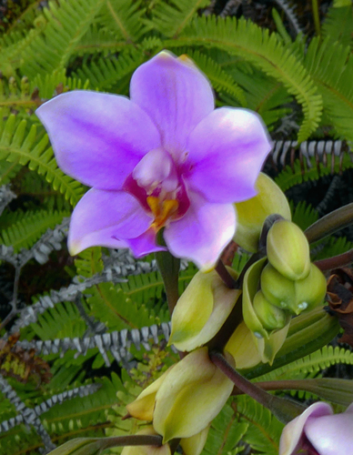 Spathoglottis plicata