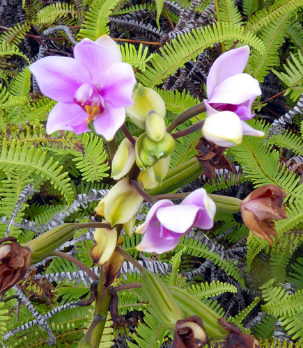 Spathoglottis plicata