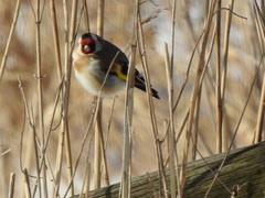 Carduelis carduelis